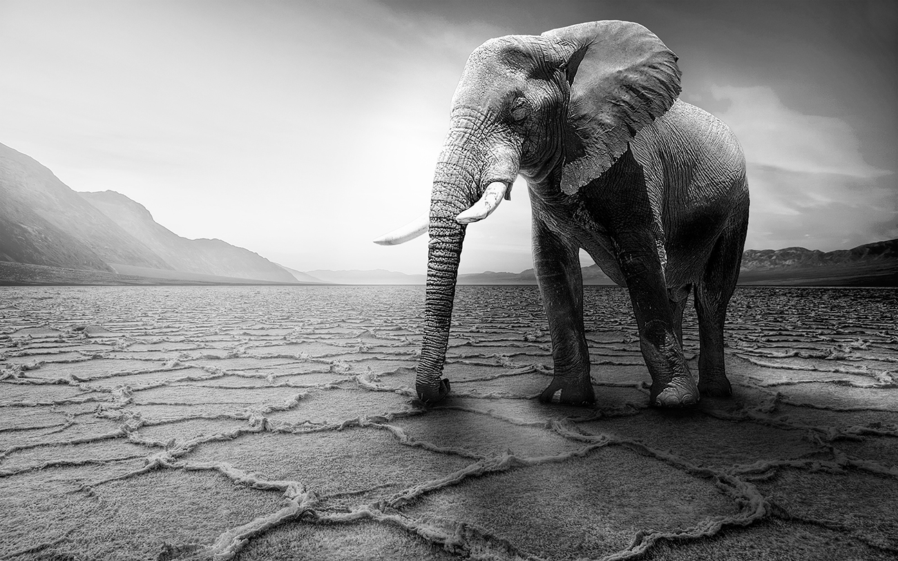 Elephant on Salt Plains